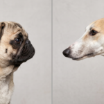 Comparative skull morphology diagram illustrating brachycephalic vs dolichocephalic healthspan differences in dogs