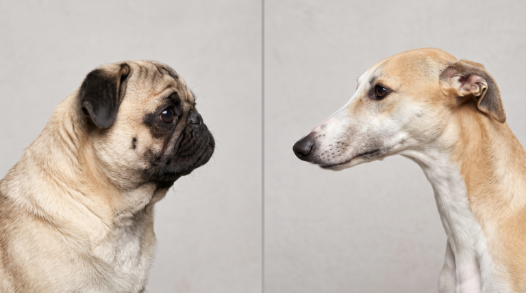Comparative skull morphology diagram illustrating brachycephalic vs dolichocephalic healthspan differences in dogs